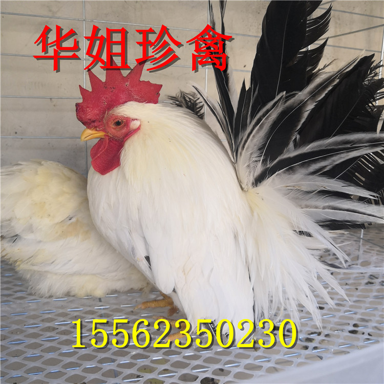 供应矮脚鸡