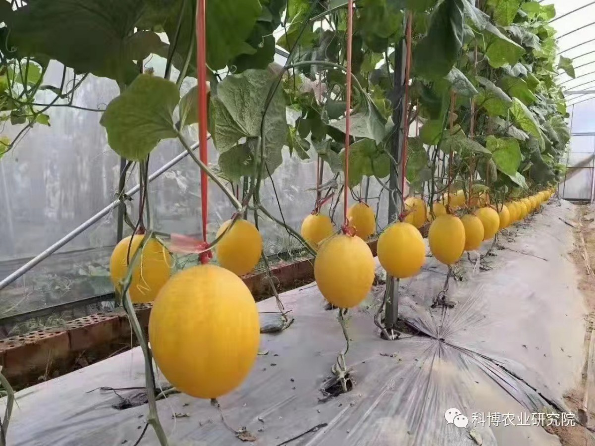 金香蜜爪